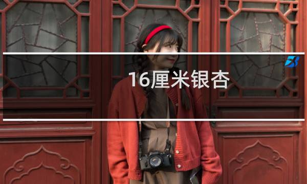 16厘米银杏