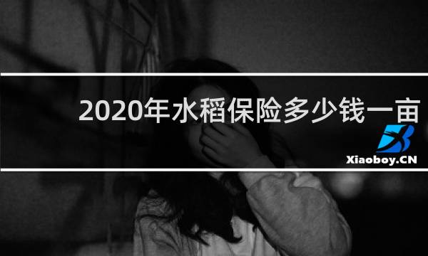 2020年水稻保险多少钱一亩