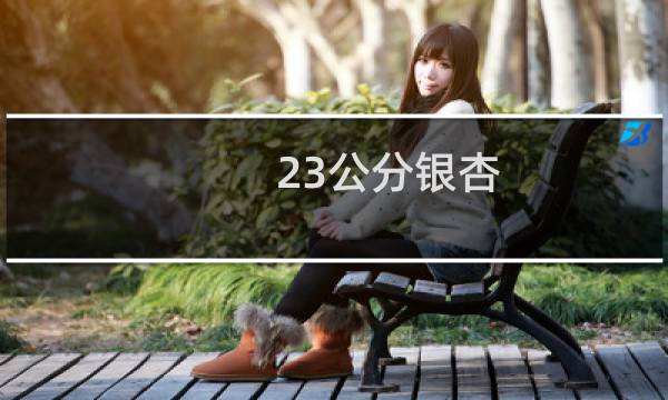 23公分银杏