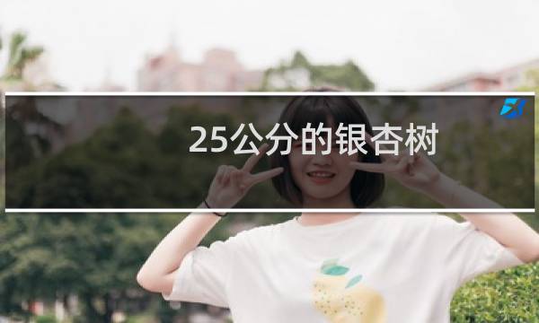 25公分的银杏树