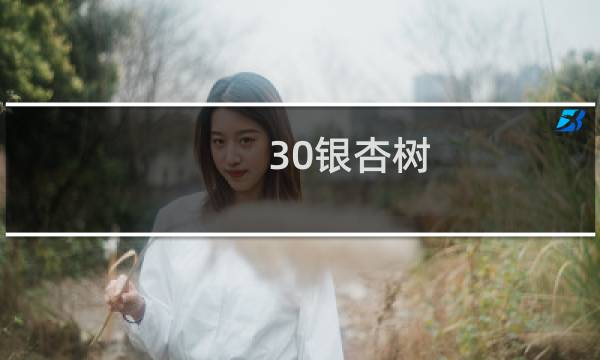 30银杏树