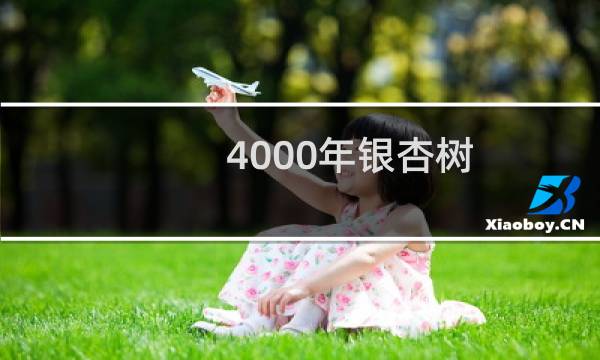 4000年银杏树