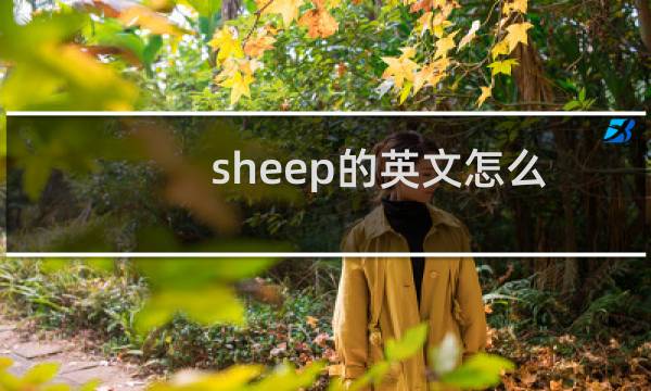 sheep的英文怎么读音（sheep英语怎么说读）图片
