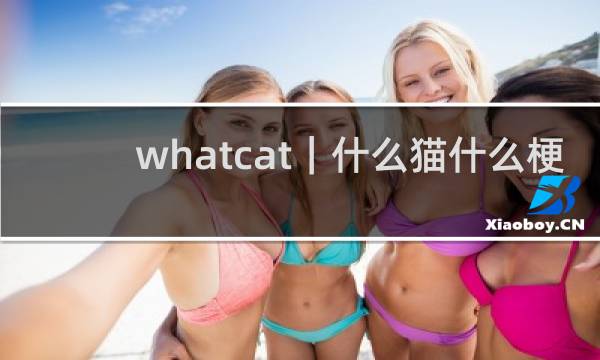 whatcat｜什么猫什么梗
