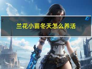 兰花小苗冬天怎么养活