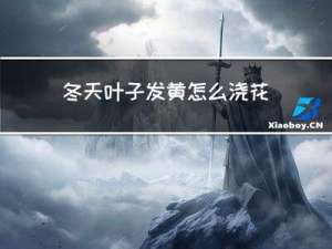 冬天叶子发黄怎么浇花水