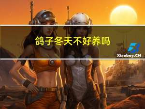 鸽子冬天不好养吗