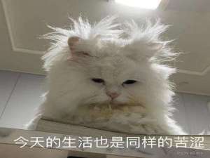 理财不行打工行，打工王者我看行