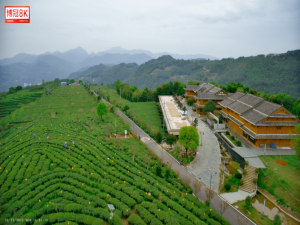 8K慢直播时代下的茶旅发展