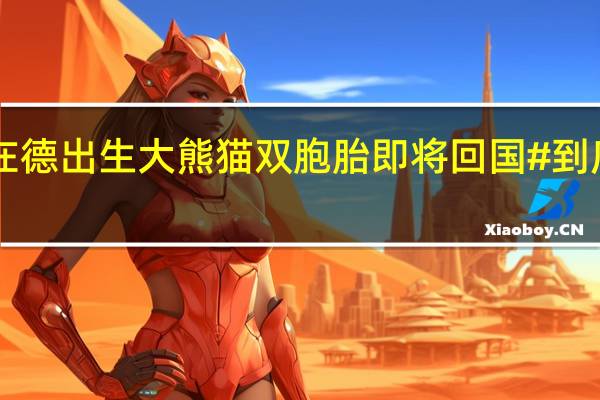 #首对在德出生大熊猫双胞胎即将回国# 到底什么情况嘞