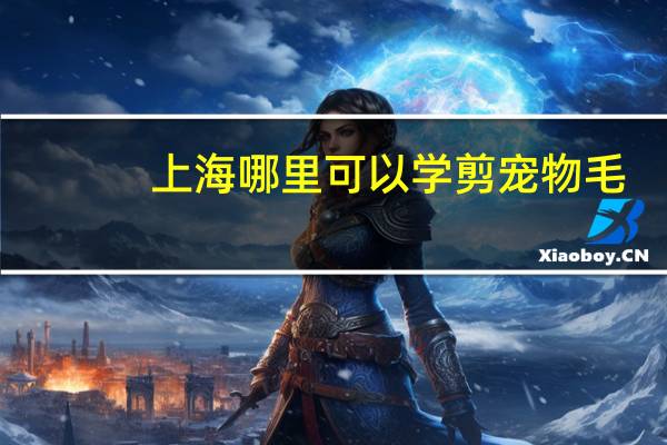 上海哪里可以学剪宠物毛