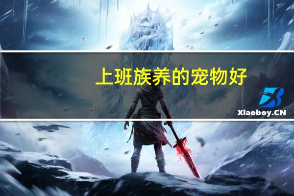 上班族养的宠物好