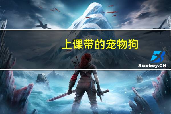 上课带的宠物狗