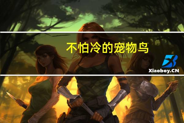 不怕冷的宠物鸟