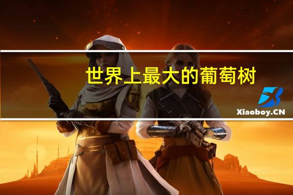 世界上最大的葡萄树