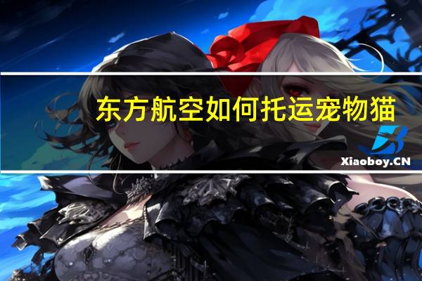 东方航空如何托运宠物猫