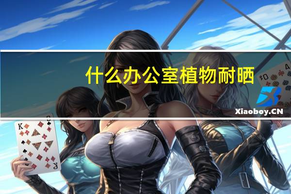 什么办公室植物耐晒