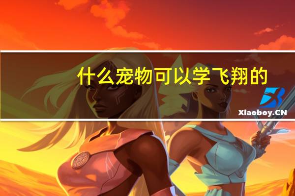 什么宠物可以学飞翔的
