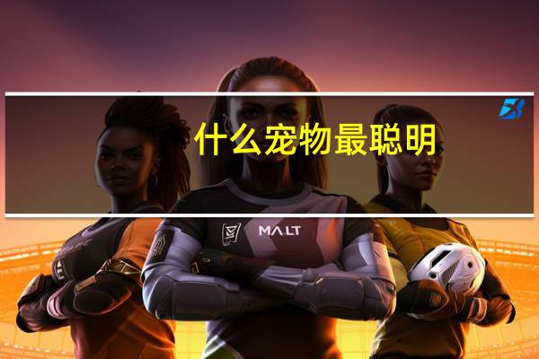 什么宠物最聪明