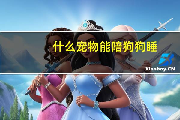 什么宠物能陪狗狗睡