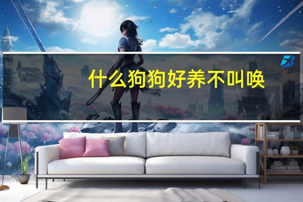 什么狗狗好养不叫唤