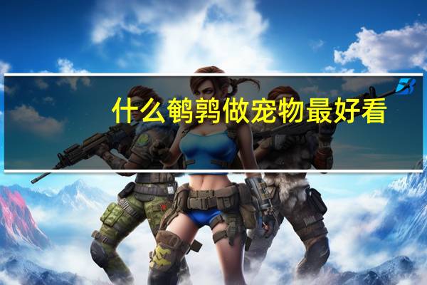 什么鹌鹑做宠物最好看