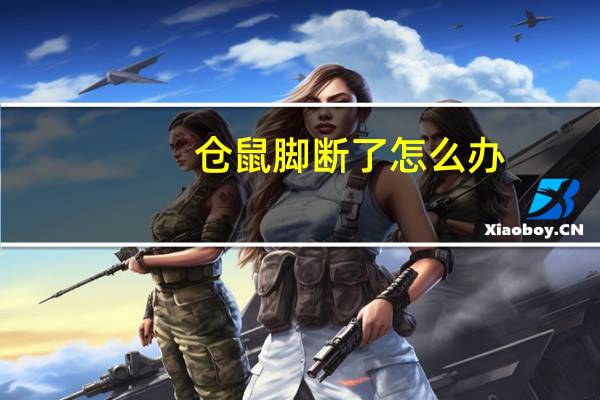 仓鼠脚断了怎么办