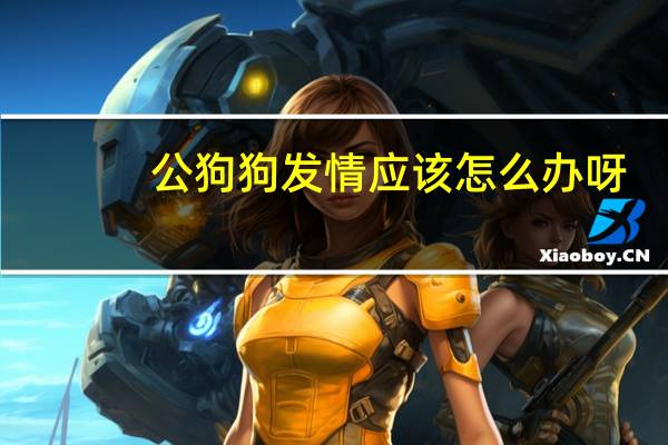 公狗狗发情应该怎么办呀