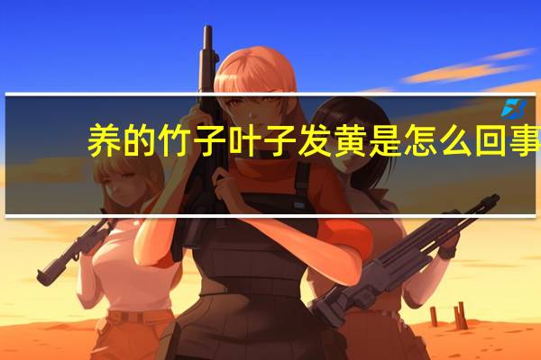养的竹子叶子发黄是怎么回事