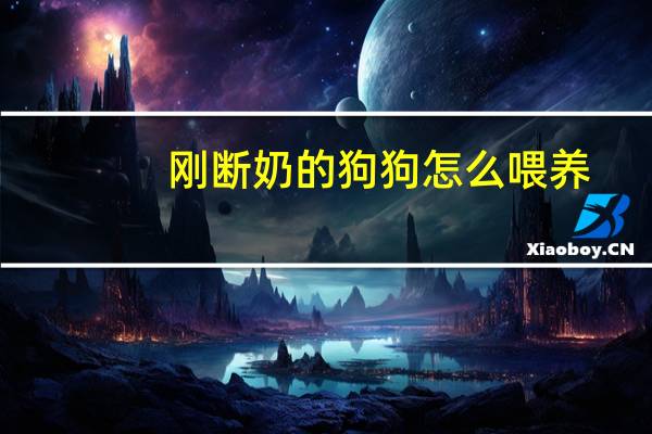 刚断奶的狗狗怎么喂养