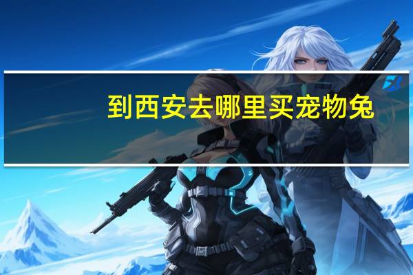 到西安去哪里买宠物兔
