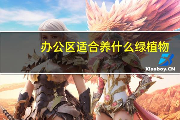 办公区适合养什么绿植物