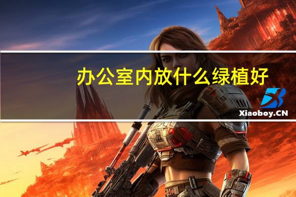 办公室内放什么绿植好