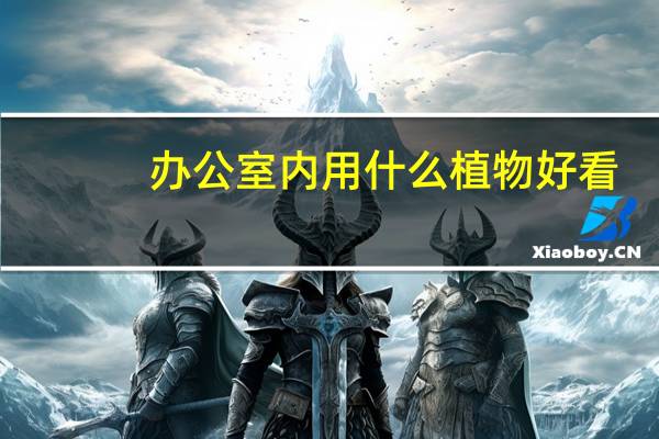 办公室内用什么植物好看