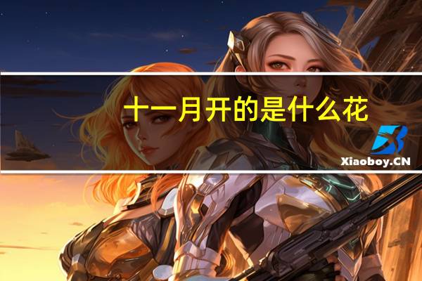 十一月开的是什么花