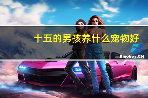 十五的男孩养什么宠物好