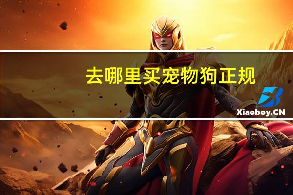 去哪里买宠物狗正规