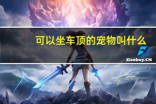 可以坐车顶的宠物叫什么