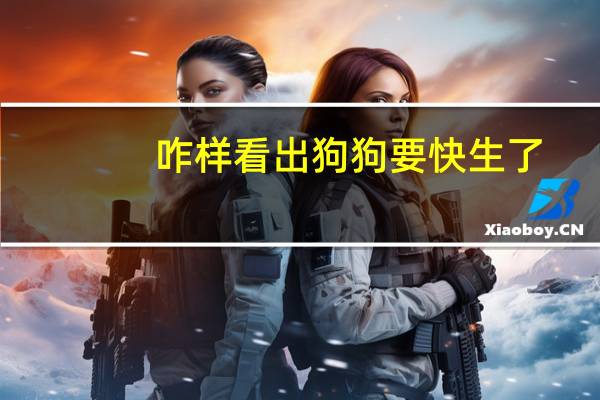 咋样看出狗狗要快生了