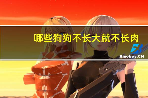 哪些狗狗不长大就不长肉
