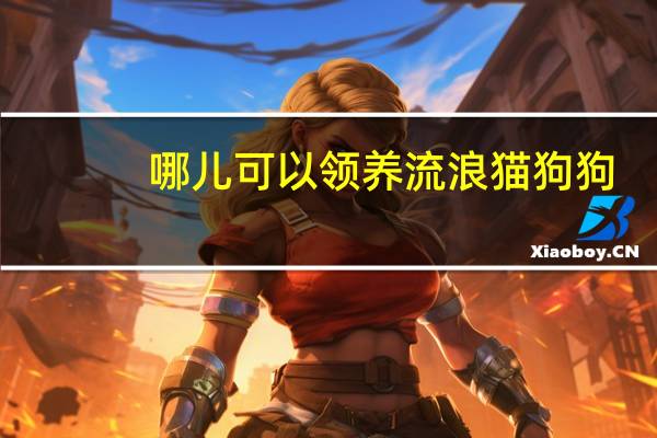 哪儿可以领养流浪猫狗狗