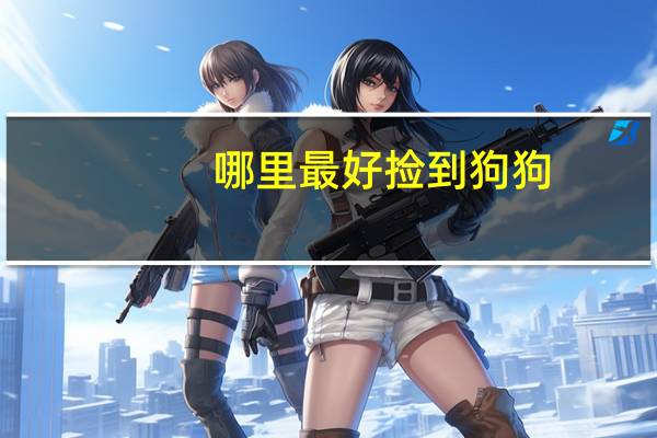 哪里最好捡到狗狗