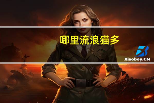 哪里流浪猫多