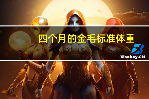 四个月的金毛标准体重