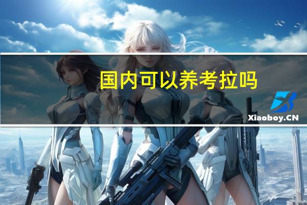 国内可以养考拉吗