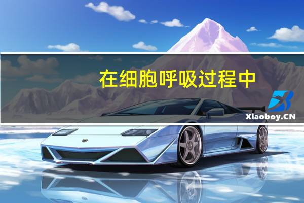 在细胞呼吸过程中，若有CO2放出，则可以判断此过程