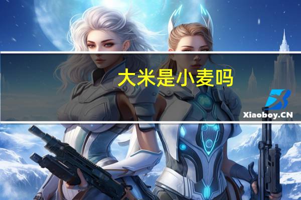 大米是小麦吗