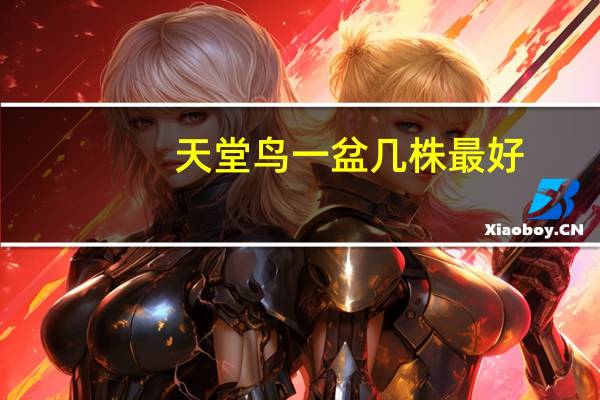 天堂鸟一盆几株最好