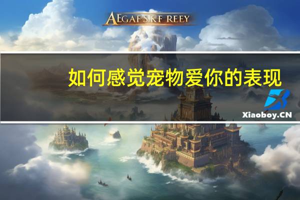 如何感觉宠物爱你的表现