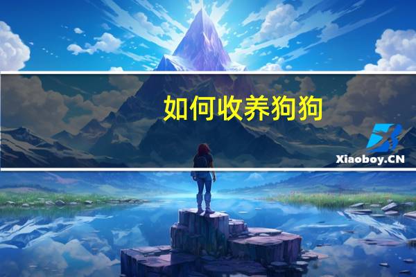 如何收养狗狗